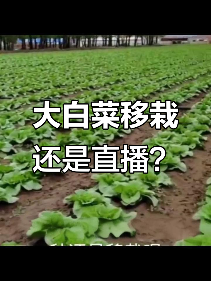 大白菜移栽与直接播种的利弊分析,如何选择最适合你的种植方式