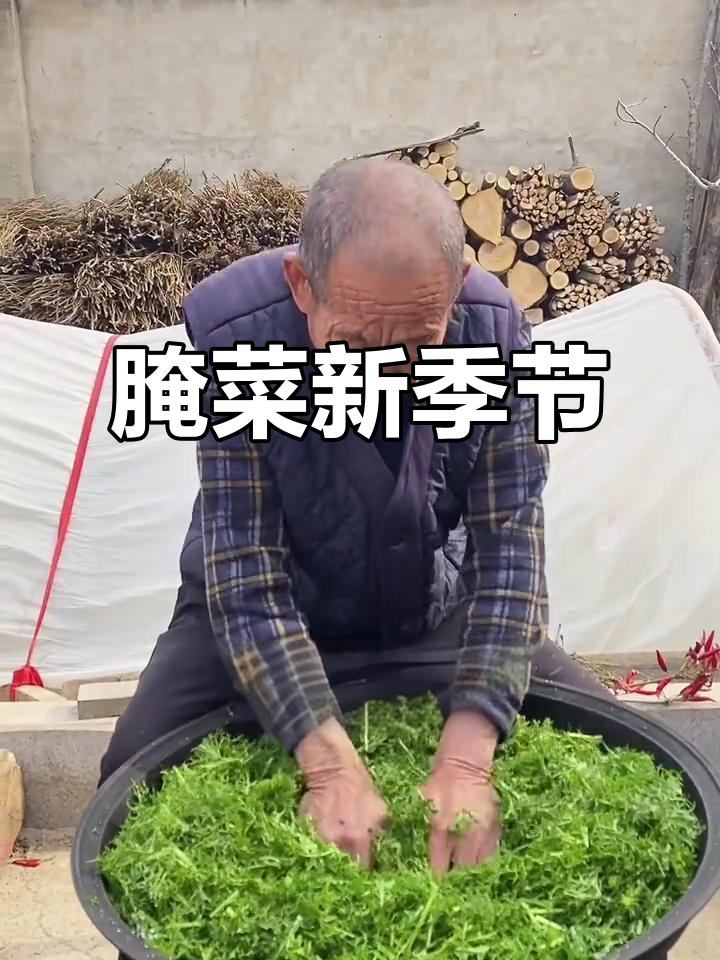 北方腌菜季,十斤绿意盎然,放一年依旧鲜美!