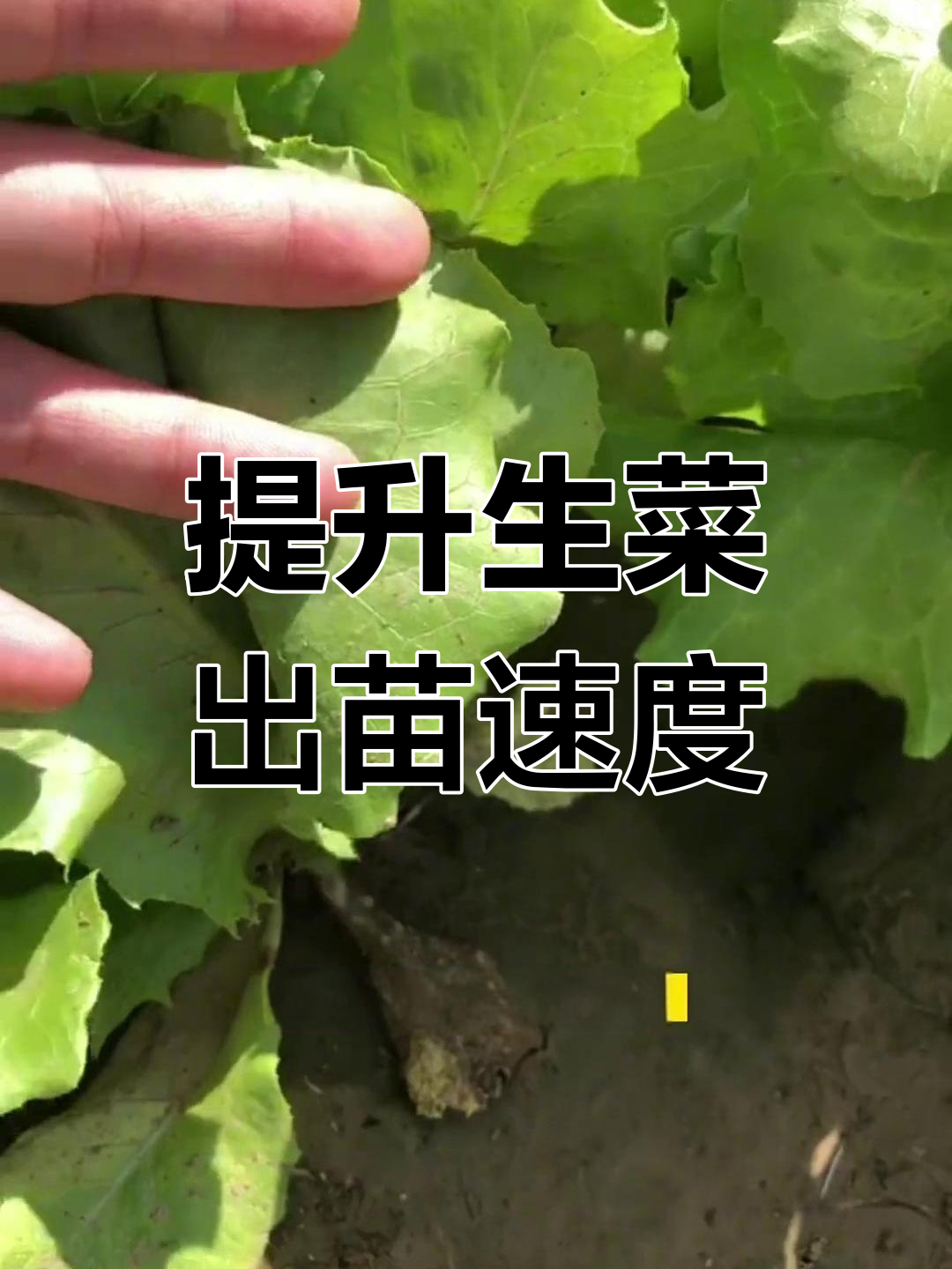 生菜催芽技巧,提高发芽率