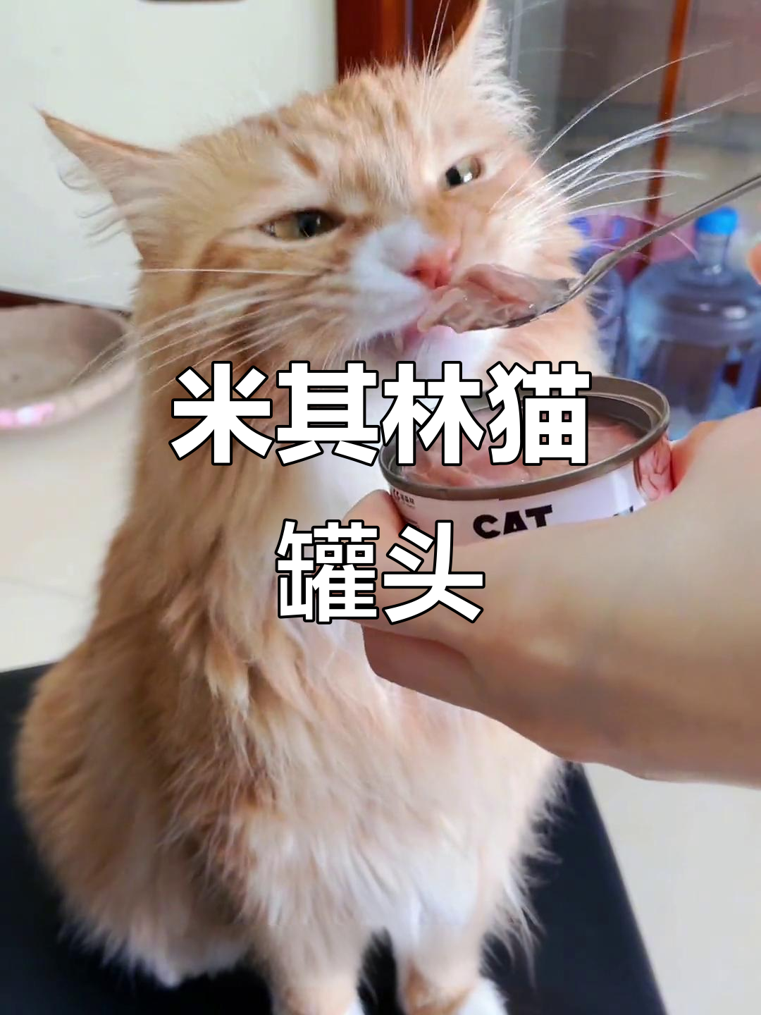 猫咪的米其林大餐,深海鱼白肉罐头让挑食猫无法抗拒