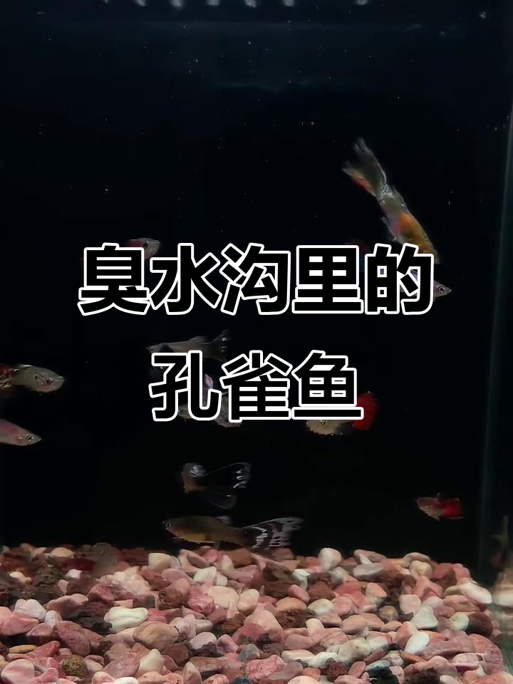 臭水沟惊现美丽孔雀鱼,RM0的奇迹