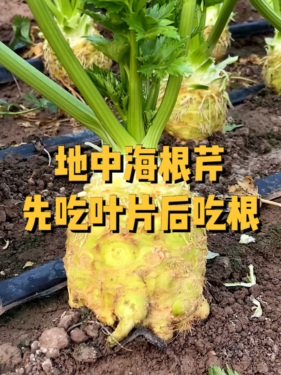 浑身都是宝的地中海根芹菜!