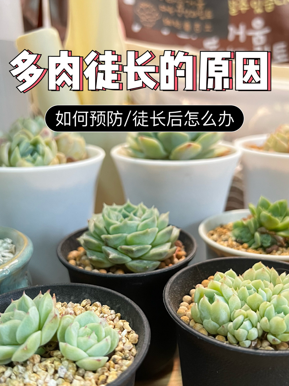 多肉徒长的原因-如何预防?徒长后该怎么办?