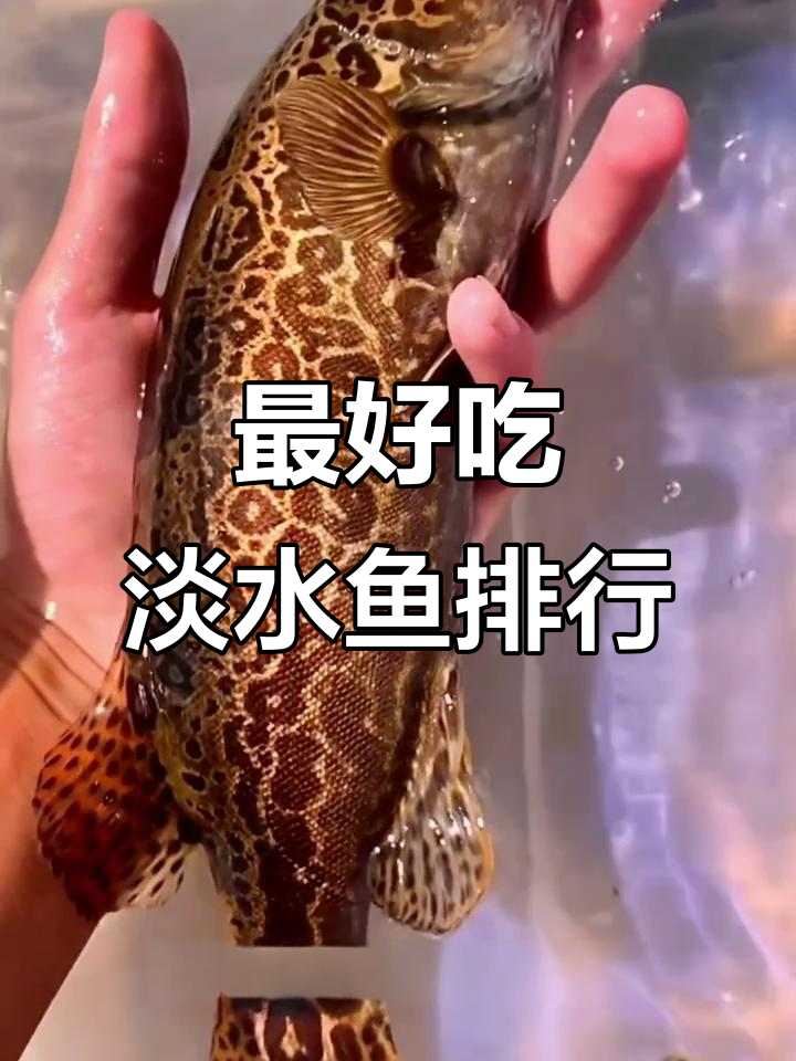淡水鱼十大美味排名,黄骨鱼、黑鱼肉质鲜嫩上榜