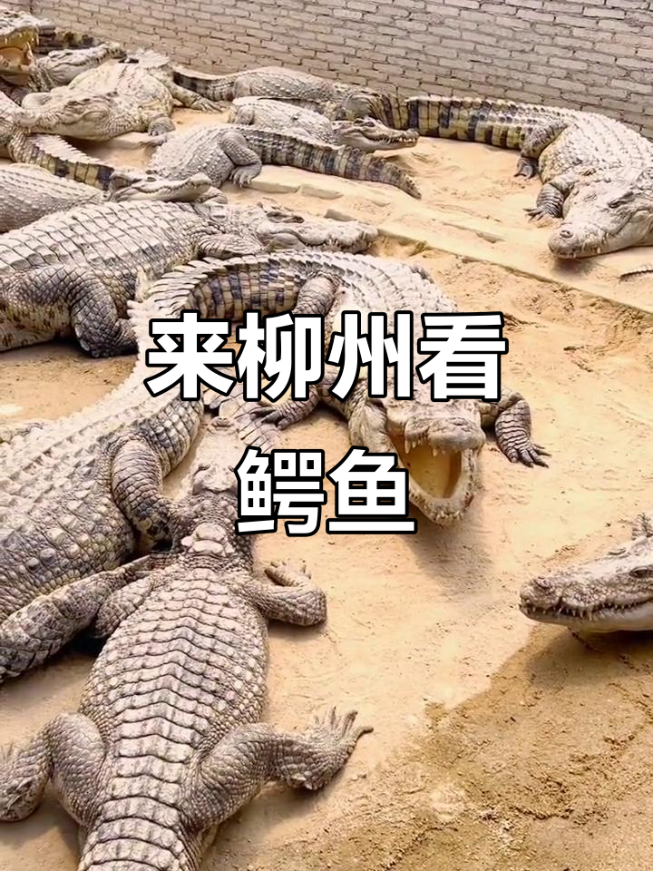 柳州鳄鱼养殖基地探秘,近距离接触鳄鱼晒太阳