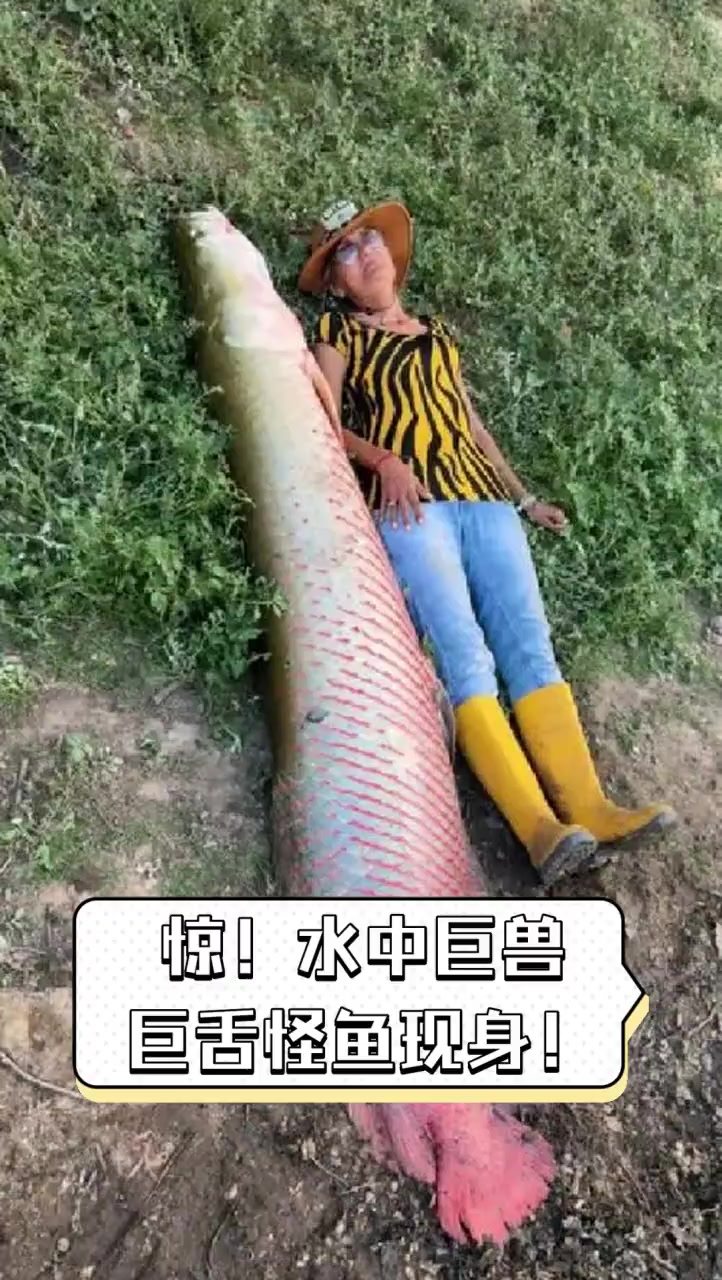 惊!水中巨兽,巨舌怪鱼现身!