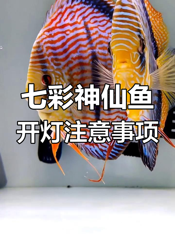 七彩神仙鱼繁殖期灯光影响