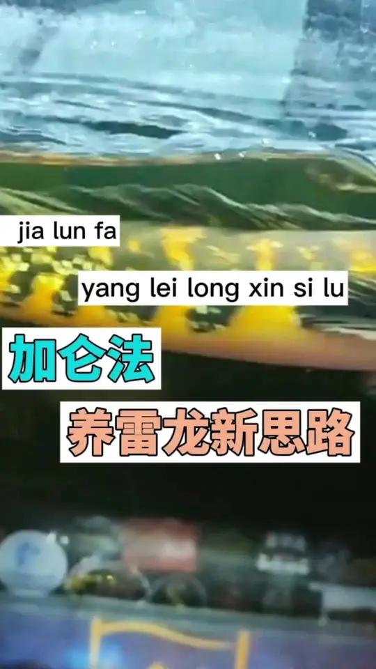 加仑法 养雷龙新思路 黑魔神红帝王发色爆花的新方法 雷龙鱼 巴卡雷龙 黄金眼镜蛇雷龙 黑魔