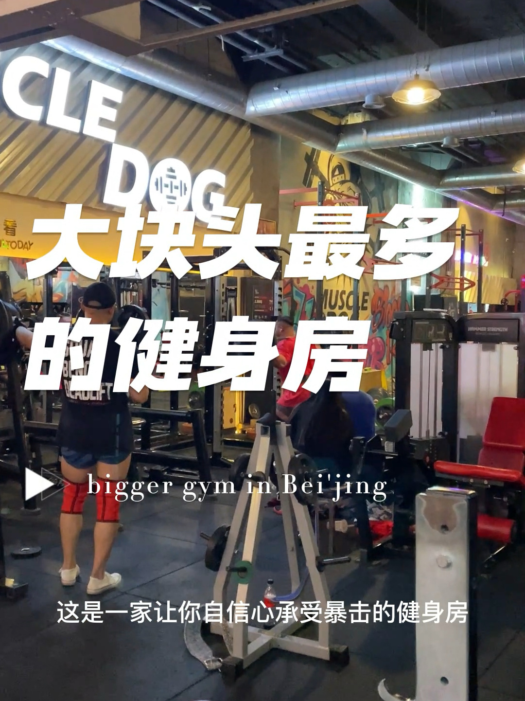 大块头最多的健身房,北京铁馆活捉肌肉狗