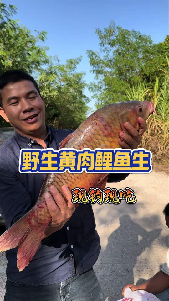 野生黄肉鲤鱼现钓现吃，直接搞鱼生就是鲜甜啊