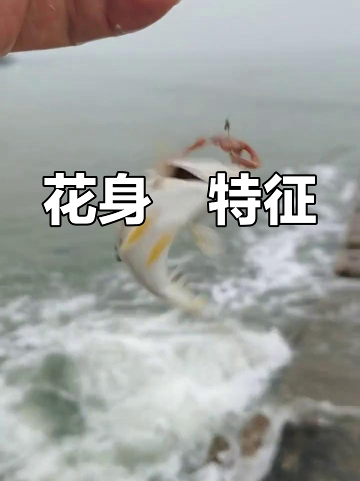 花身鯻,银白背鳍带黑斑,喜群居浅水区