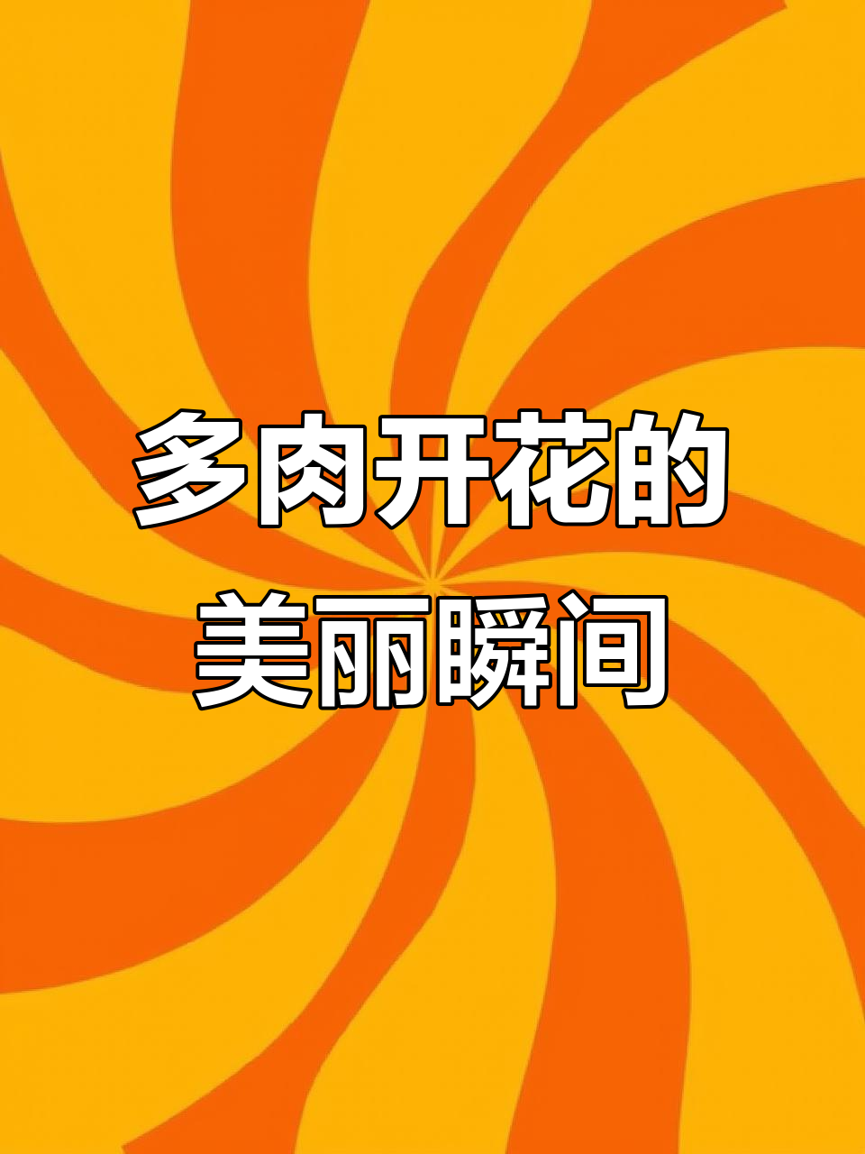 多肉植物,阳光一照就灿烂,开花超可爱