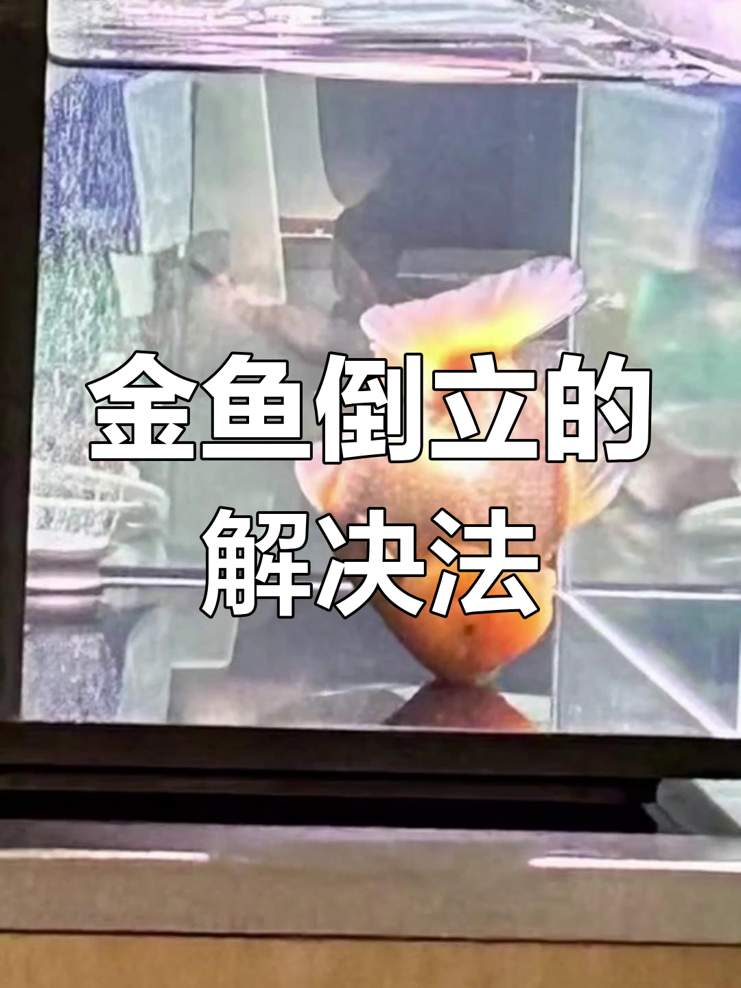 金鱼倒立原因与恢复过程
