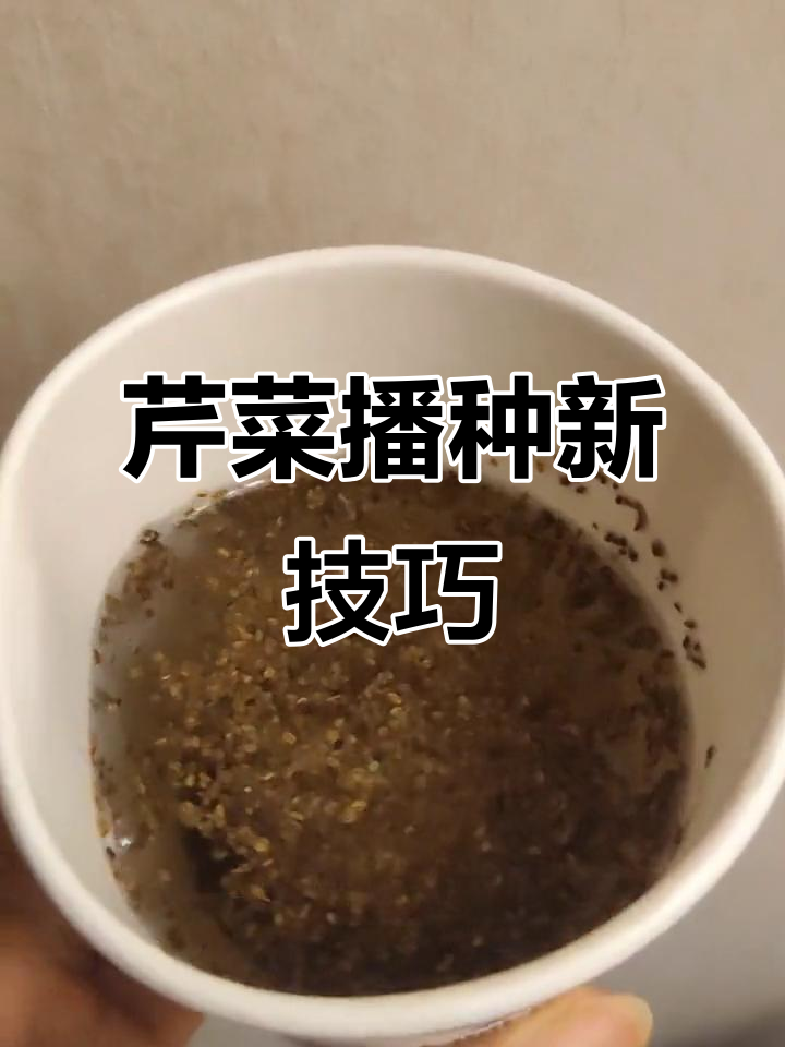 芹菜种子难发芽?试试冰箱催芽法,轻松育苗!