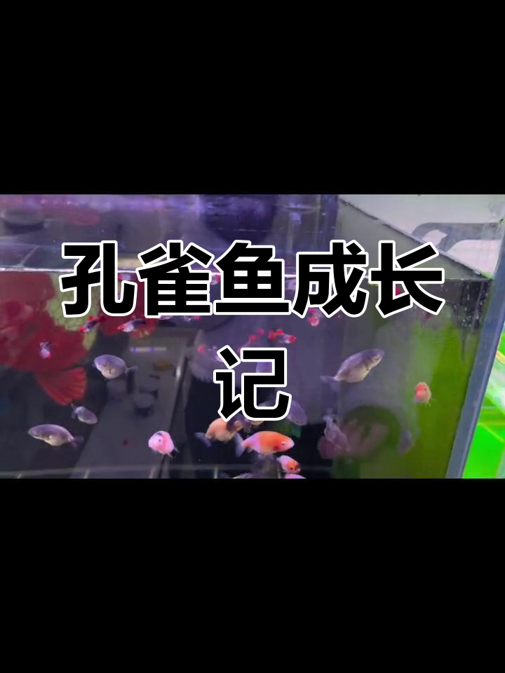 蓝孔雀鱼苗茁壮成长,新家已备好,欢迎来直播间交流!