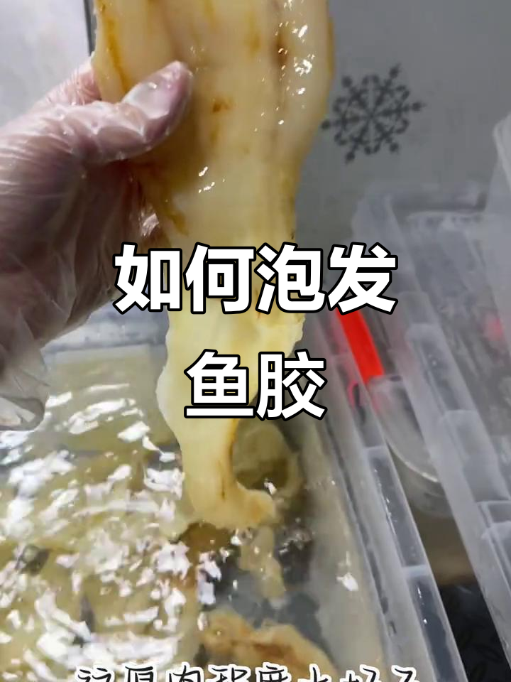 鱼胶泡发技巧大揭秘,鲜炖美味轻松搞定