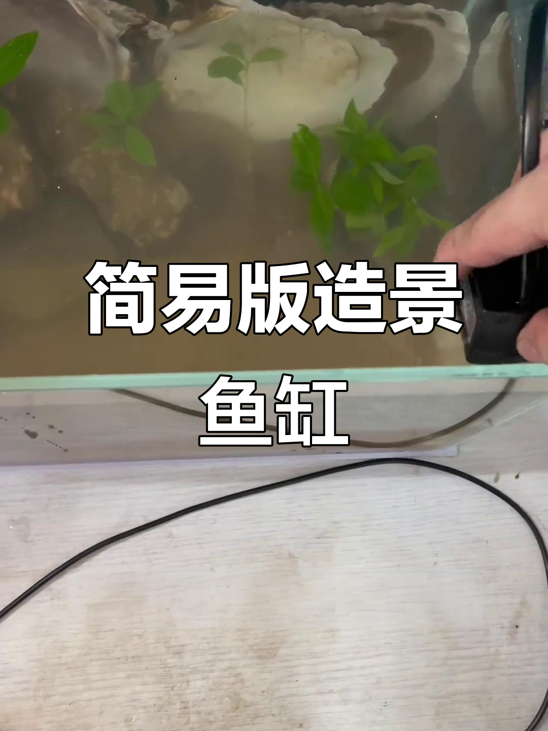 小朋友亲手打造斗鱼生态缸，简单又有趣