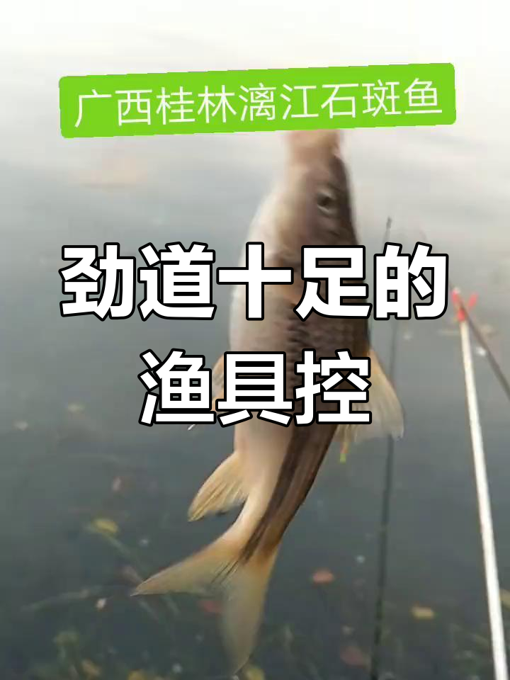广西桂林漓江狂拔石斑鱼,手感超爽!