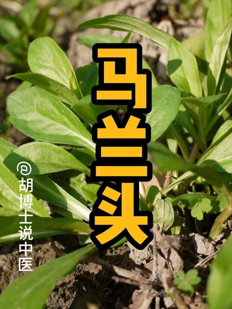 春天野菜,马兰头 马兰头 野菜 春季限定美味 养肝 胡博士说中医