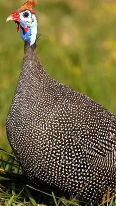 珍珠鸡养殖 肉质鲜美