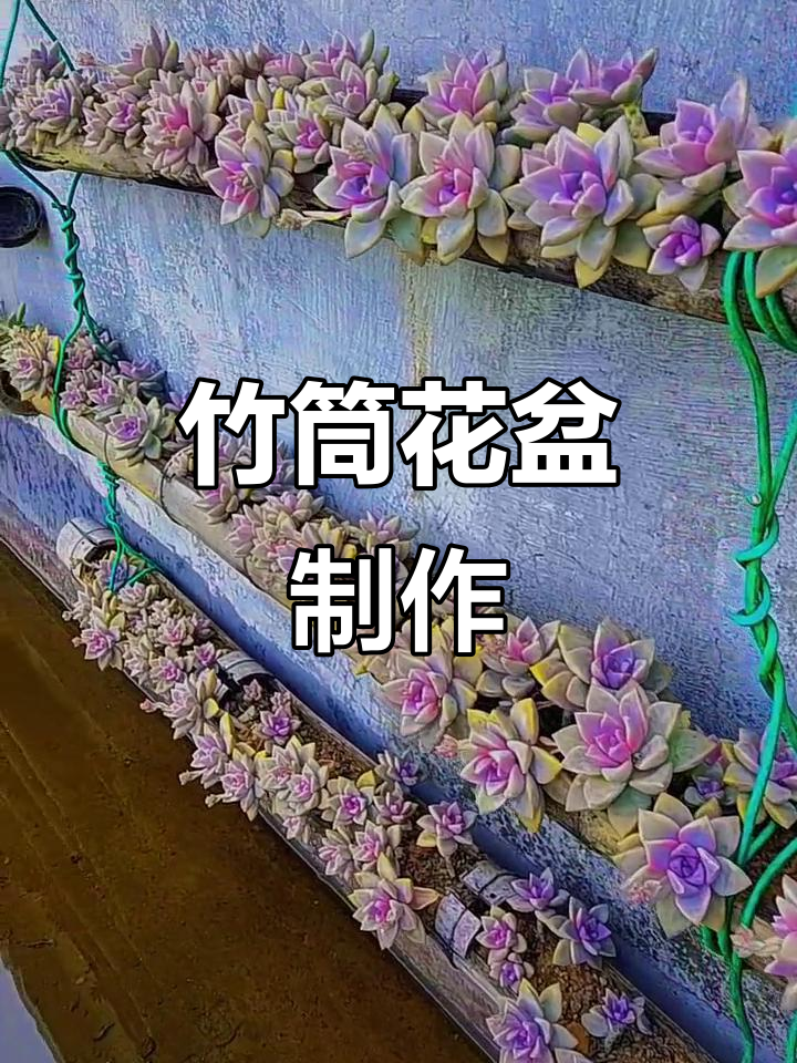 自制竹筒花盆,记录多肉植物成长