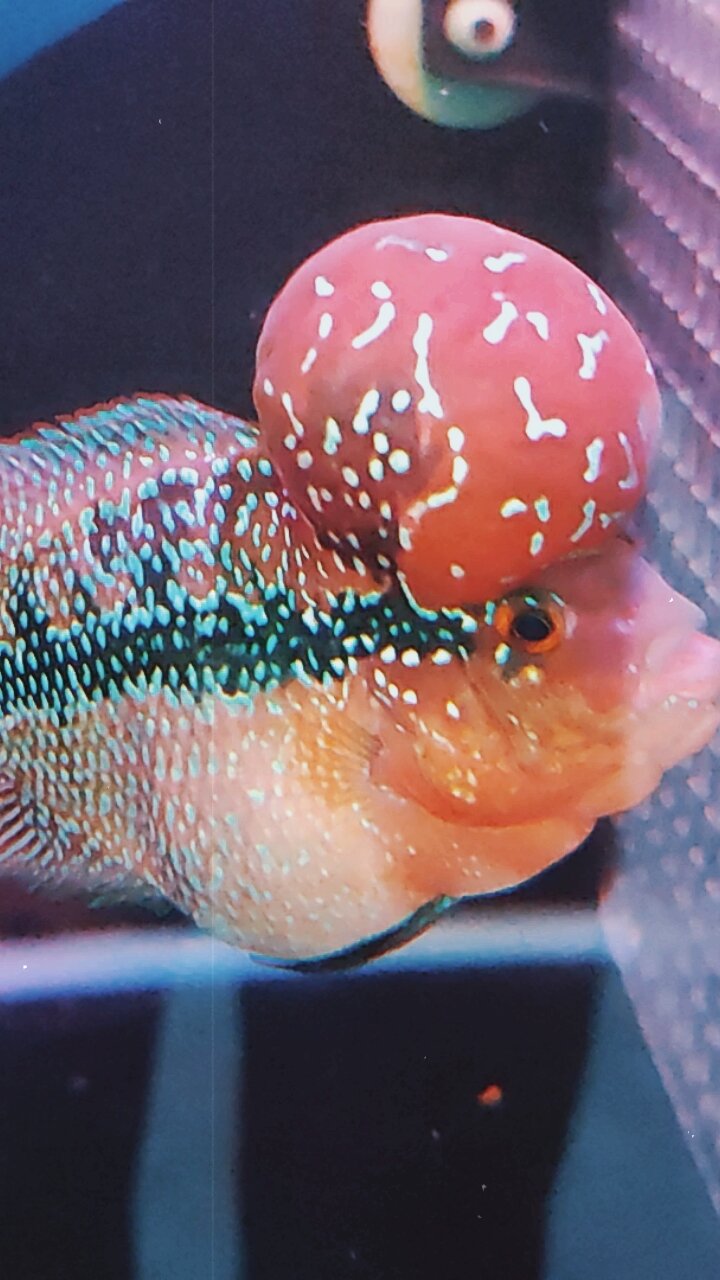 SRD珍珠罗汉3.5寸超大水