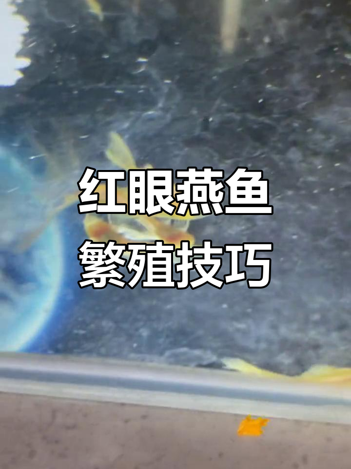 爆点大翻红眼燕鱼，选对品种才能压出好效果