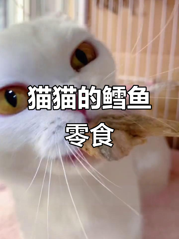 猫咪吃鳕鱼冻干,吃得超开心,我也想尝尝