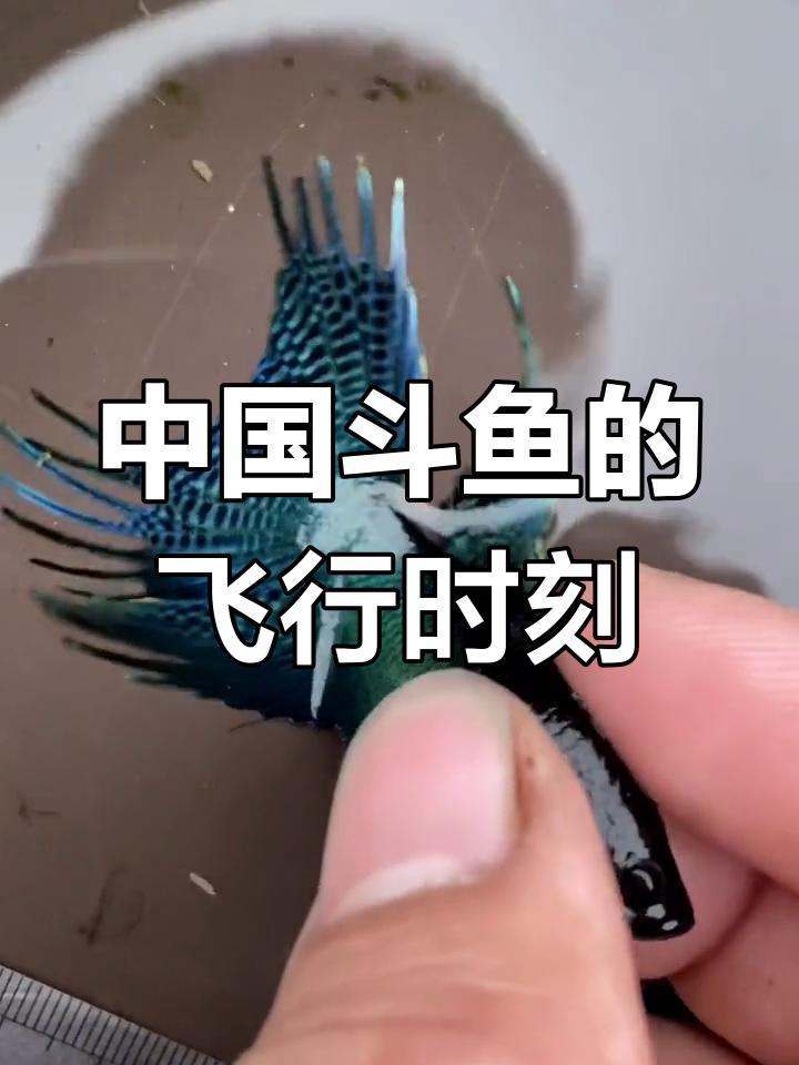 飞机才是中国斗鱼