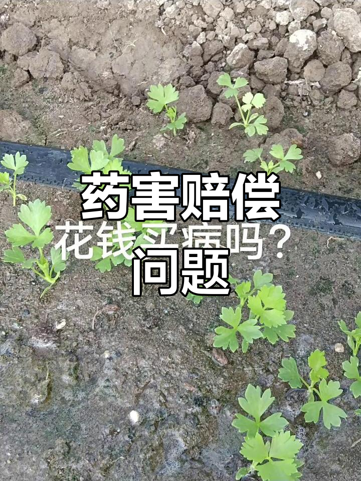 芹菜红根死苗,药害让我损失惨重,该不该索赔?