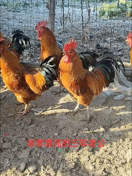 漂亮强壮的三年老公鸡,玉米随便喂,鸡肉嘎嘎香超正宗
