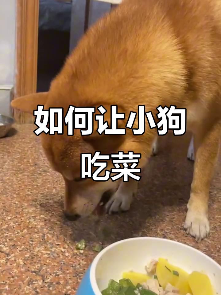 小狗不吃菜?试试这些方法让它爱上蔬菜