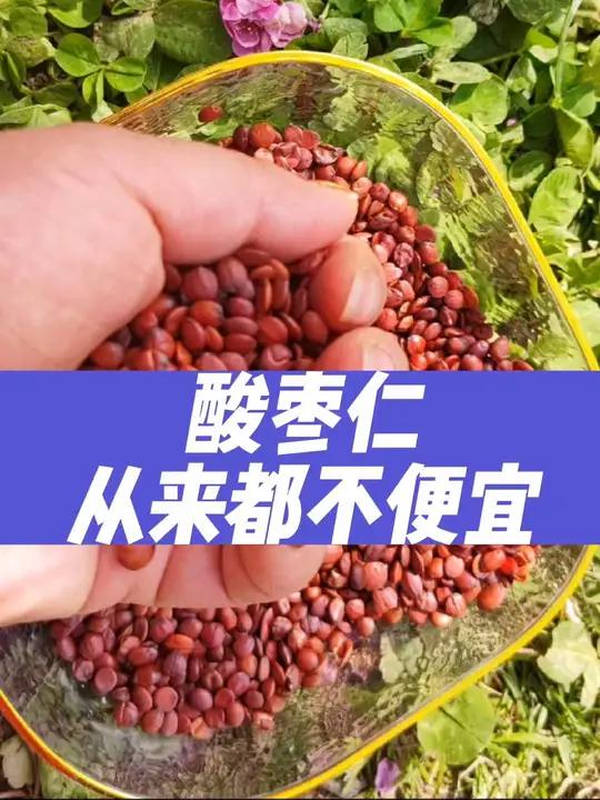酸枣仁,一直都不便宜!这味在中医药典中闪耀千年的瑰宝,价格从来就不亲民!你想想,40斤的酸