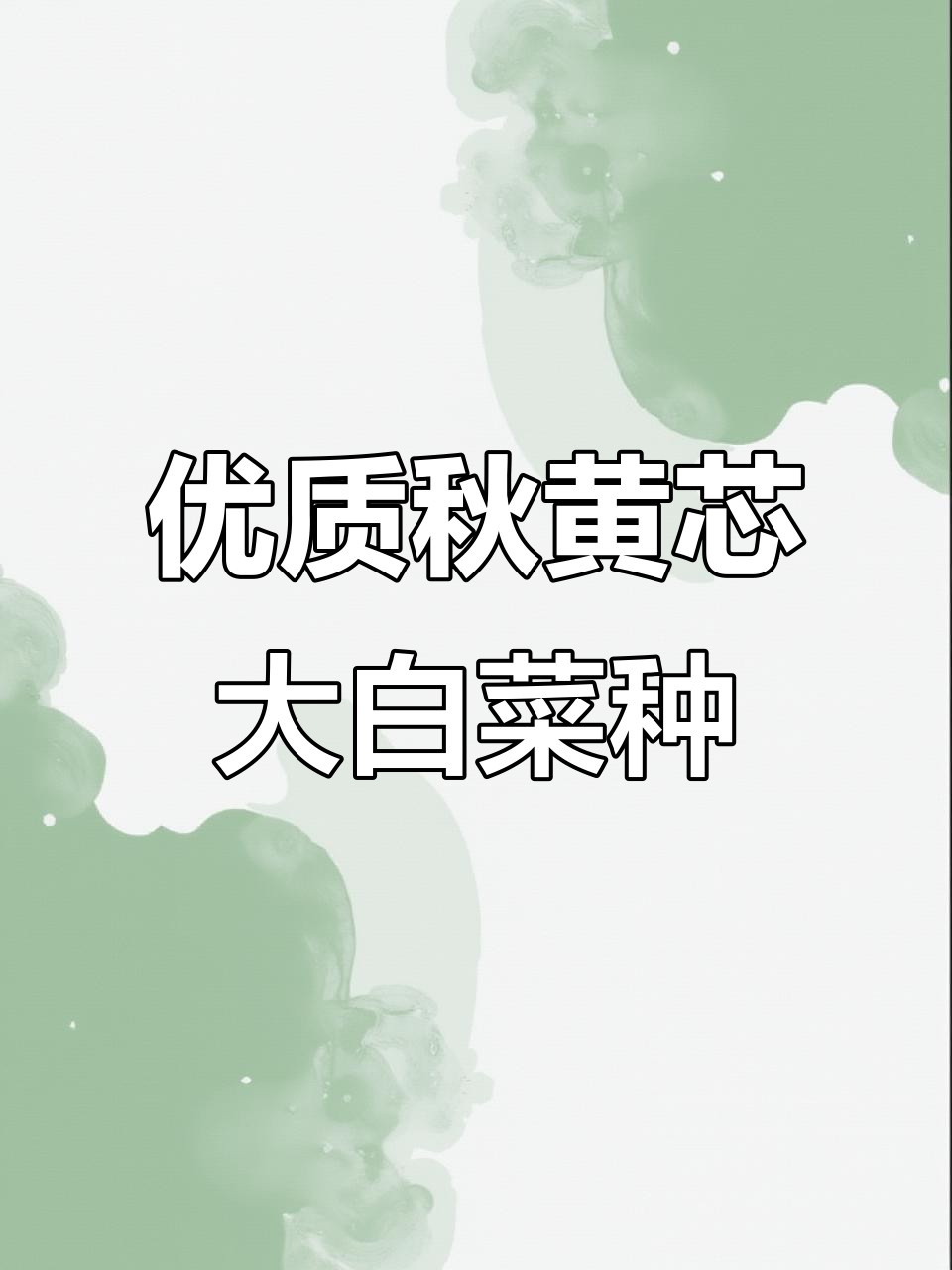 聚丰秋黄芯大白菜种子,品质优良,种植首选