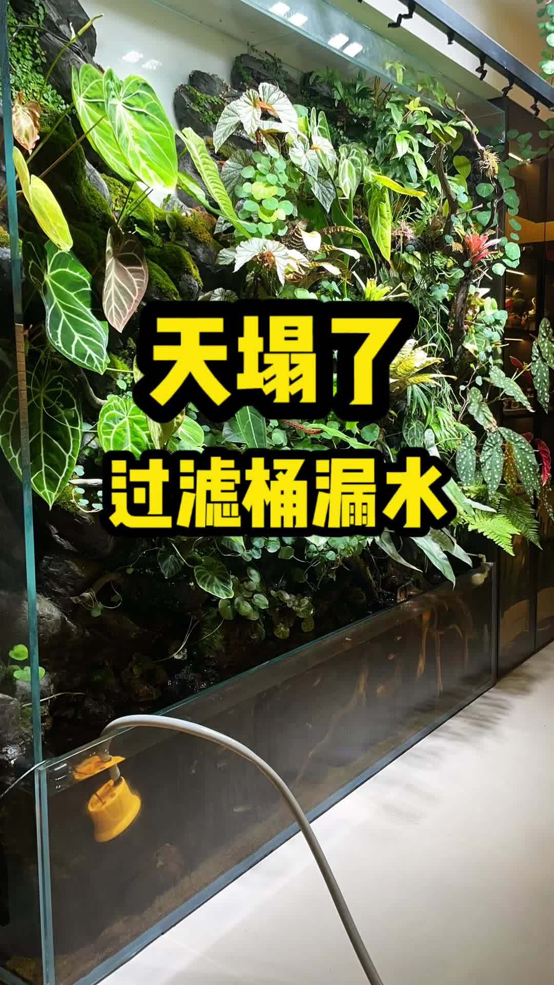 天塌了!过滤桶漏水了!水族 养鱼 鱼缸 造景