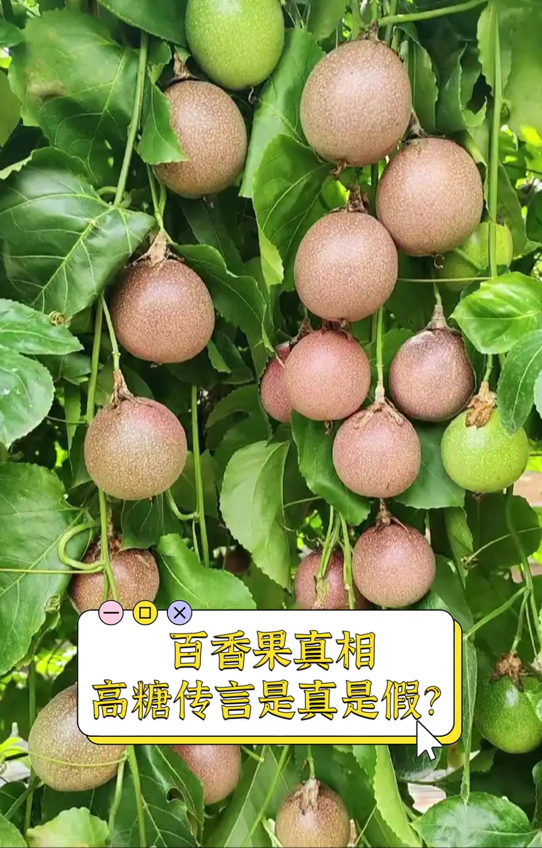 百香果真相,高糖传言是真是假?