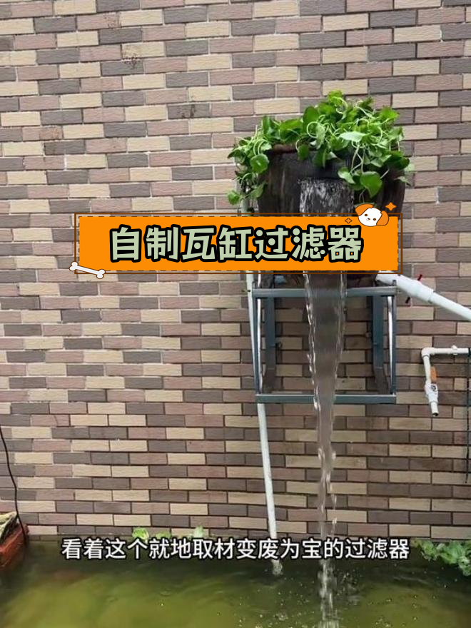 瓦缸变鱼池,旧物新生打造生态过滤