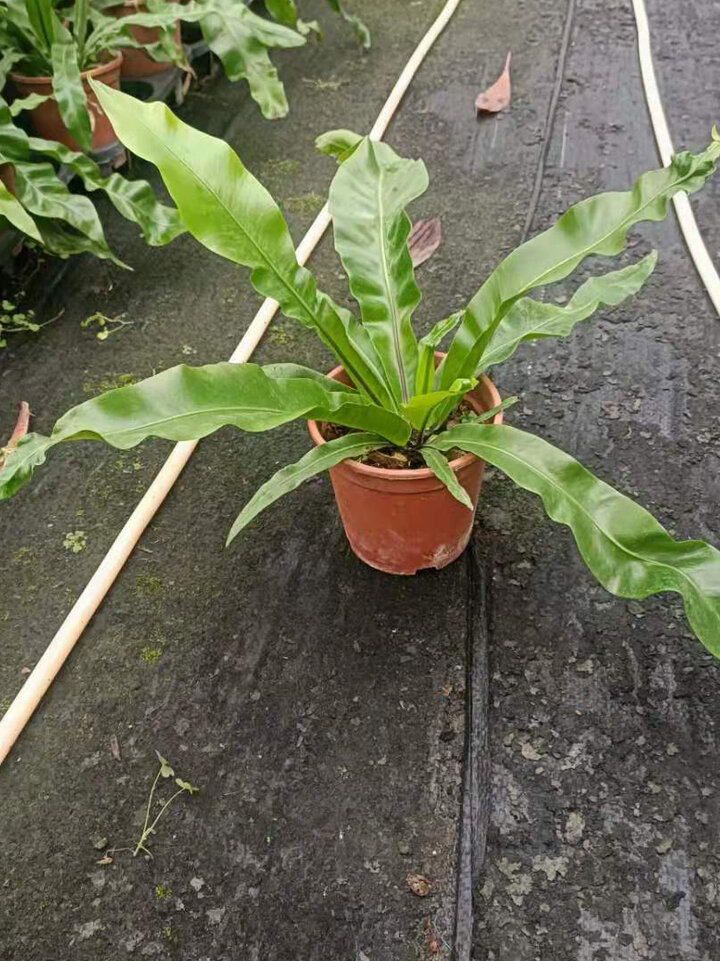 山苏菜,又叫山苏蕨