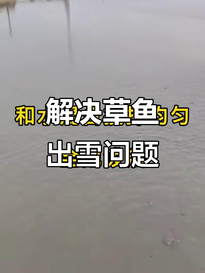 草鱼出血的土方法,轻松解决养殖难题