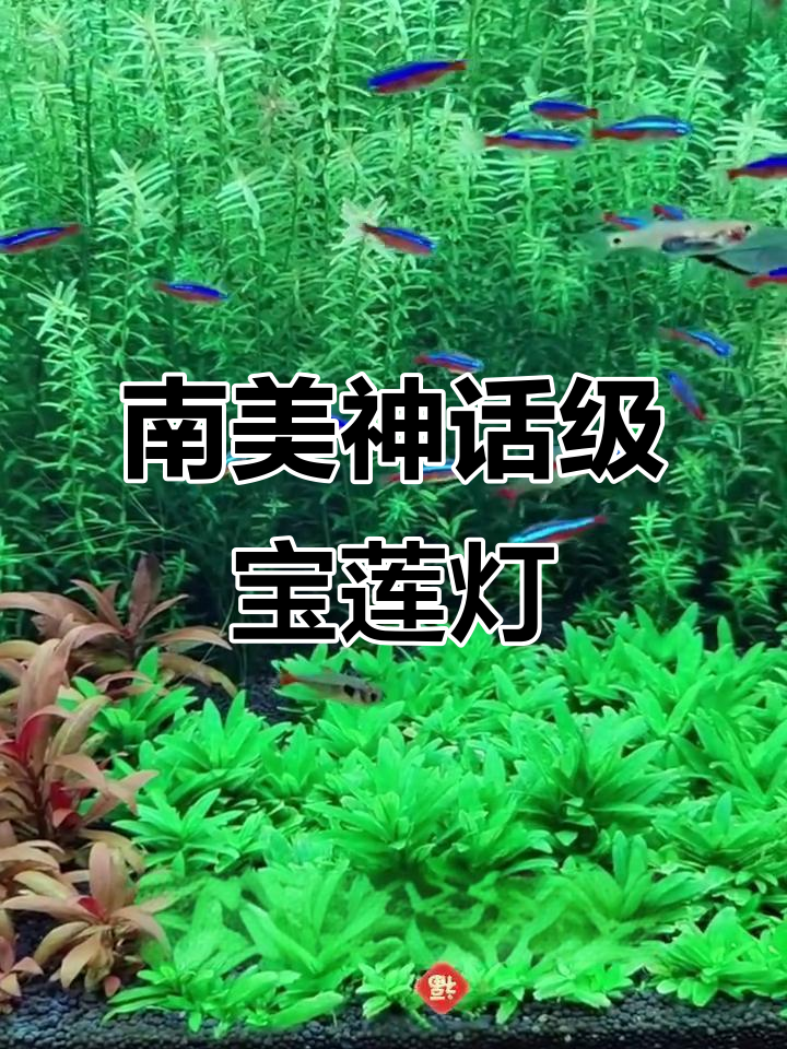 宝莲灯鱼:南美神话般的观赏鱼,蓝色荧光与红色线条的完美结合