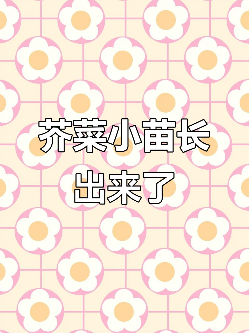 大芥菜发芽了，20天后拔苗看看长得如何