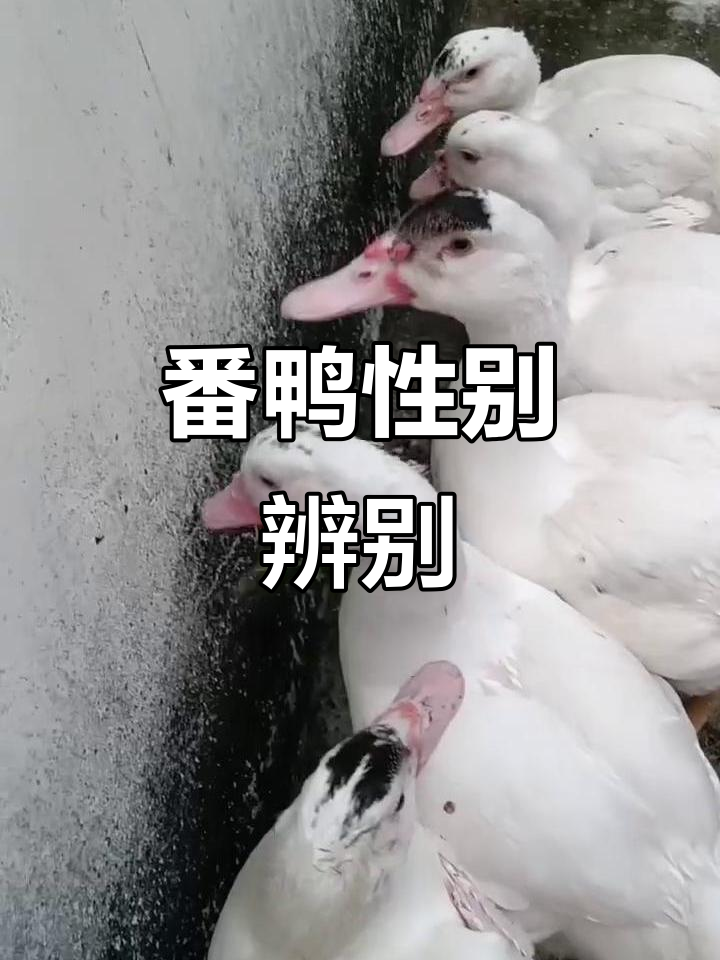 第49天,白番鸭长瘤红脸,公母难辨,体型相近