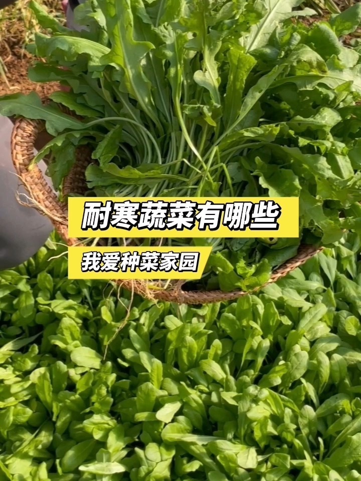 给大家推荐一些耐寒蔬菜品种