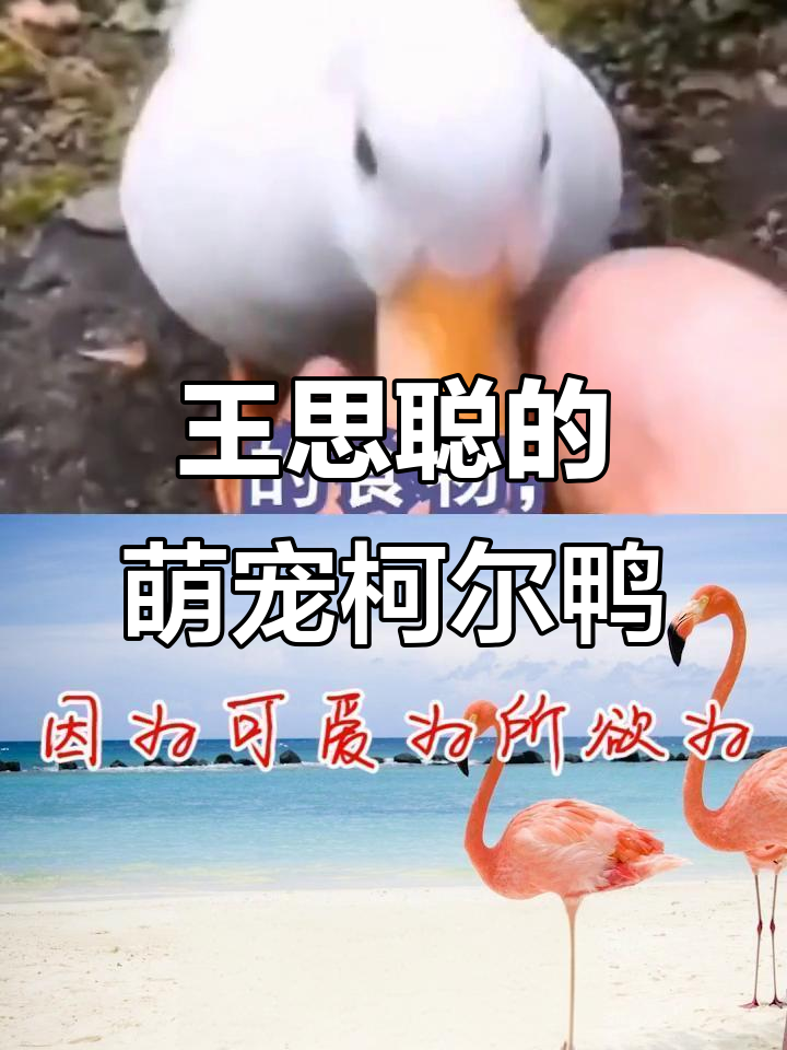 柯尔鸭:王思聪的宠物,可爱又调皮
