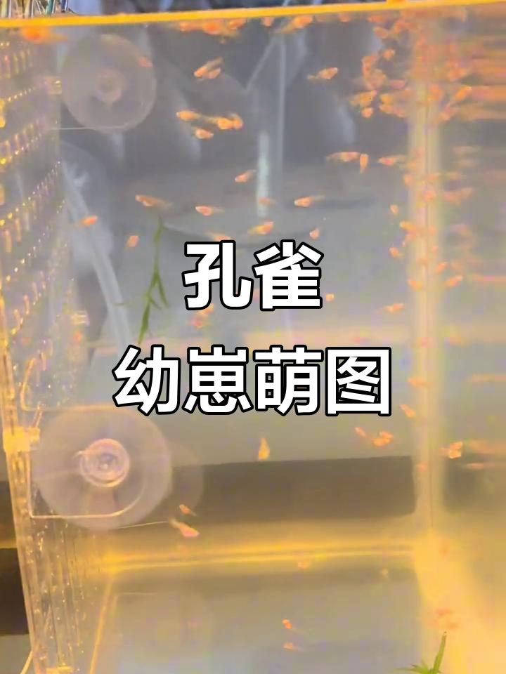 孔雀鱼宝宝萌照,超可爱真实图片展示