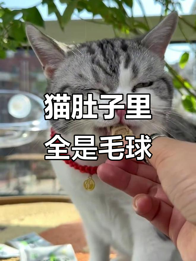 猫咪频繁母鸡蹲?可能是毛球问题,排毛冻干帮你解决