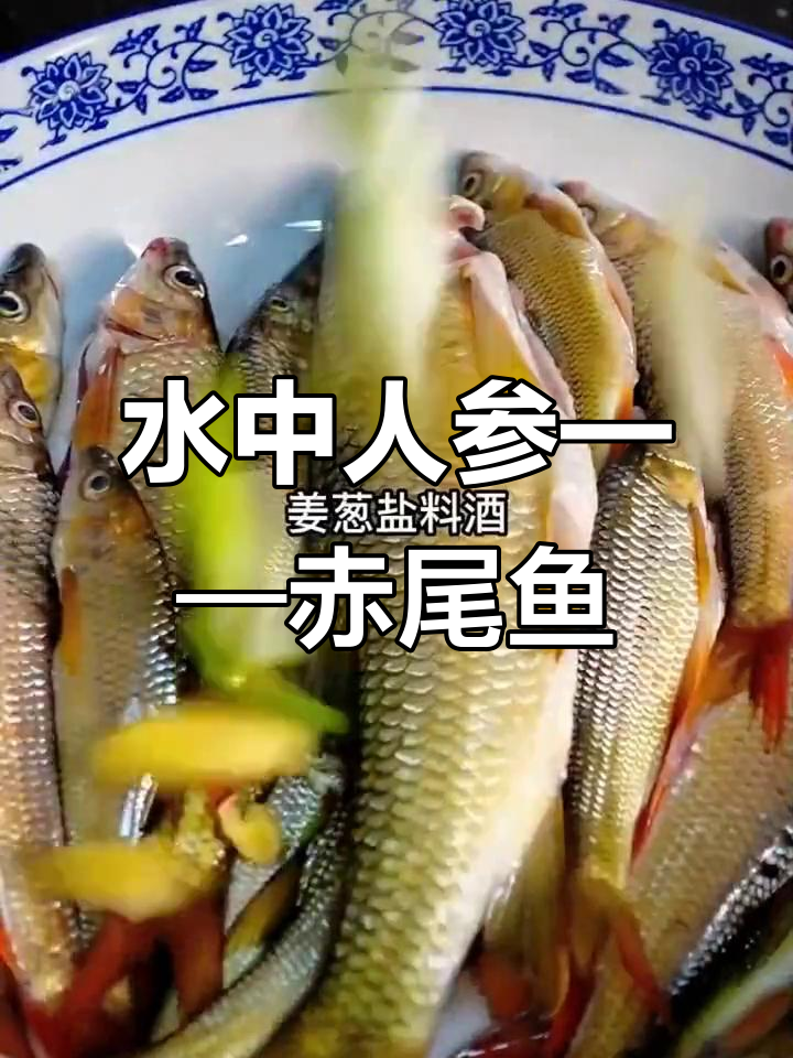 贵州赤尾鱼:生长环境苛刻,水质纯净才能生存