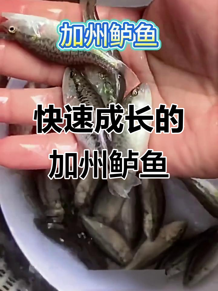 加州鲈鱼:耐低氧、生长快,养殖周期短