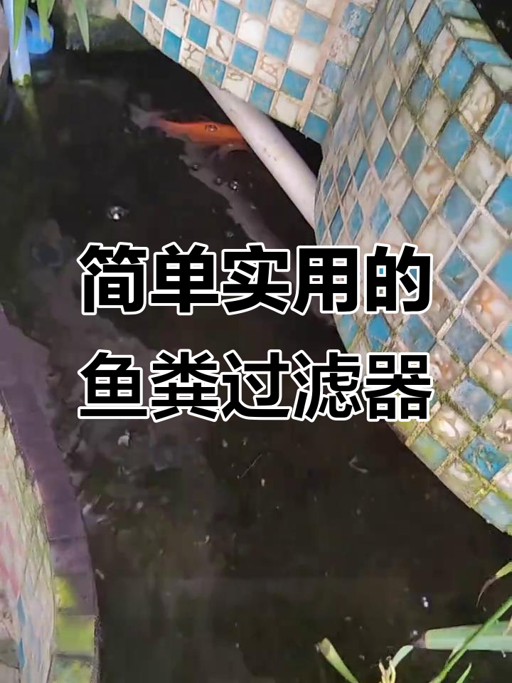 鱼池过滤小技巧,轻松收集粪便浇花
