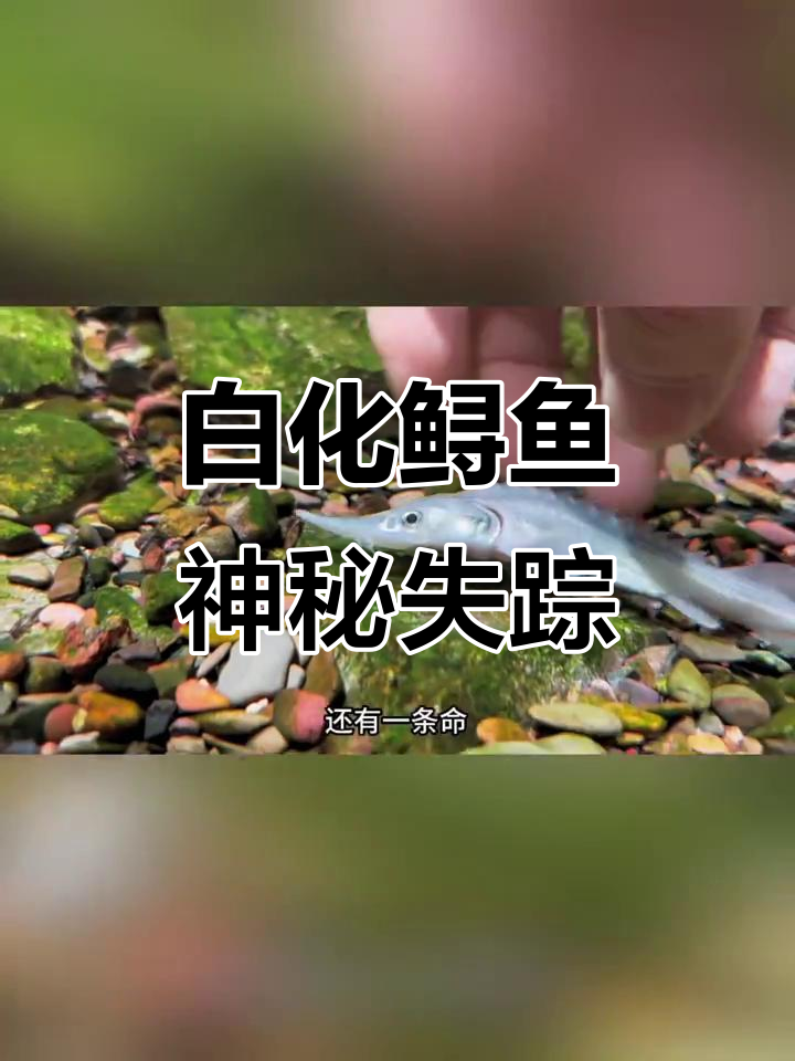 畸形白鲟鱼一夜消失,黑色鲟鱼也离奇死亡